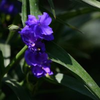 Цвет настроения синий)) :: Татьяна Евдокимова