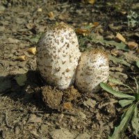 Навозники :: Anna Ivanova