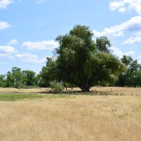 Старый дуб. :: Виктор Старый дуб. :: Виктор