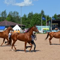 Международная конная выставка "Иппосфера" 2025 :: Николай 