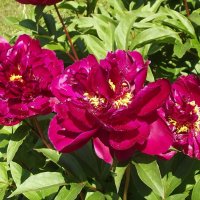 Пионы :: Freddy 97 Пионы :: Freddy 97