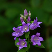 *** :: Виктор Шпаков