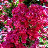 Боярышник красный :: Сергей Карачин