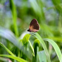 В траве луговой :: Геннадий Супрун В траве луговой :: Геннадий Супрун