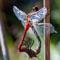 Дикая природа. :: Alexandr Gunin