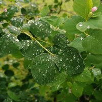 Накануне лил дождь... :: Мария Васильева