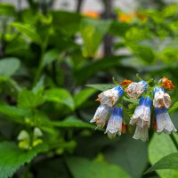 ***** :: юрий поляков ***** :: юрий поляков