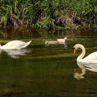 Семейное :: Юрий. Шмаков