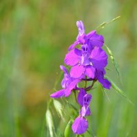 Живокость полевая :: Надежда Куркина 
