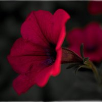 *** :: Олег Алексеев *** :: Олег Алексеев