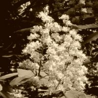 Свечи каштана :: Дмитрий Никитин