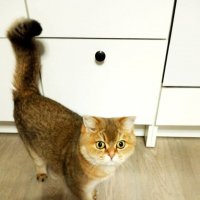 Киса моей племянницы. :: Ирина ***