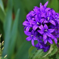 Колокольчик сборный :: Светлана 