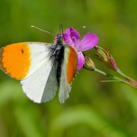 опять про бабочек 50 :: Александр Прокудин опять про бабочек 50 :: Александр Прокудин