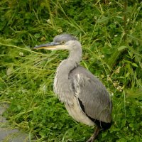 Серая цапля :: Леонид Иванчук