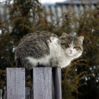 уличный кот :: Полина Лопатина (Hunter)