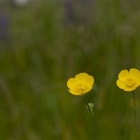 Травы Владимирской области :: Николай Чичерин