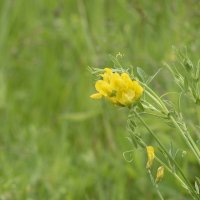 Травы Владимирской области :: Николай Чичерин