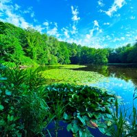 Озеро в конце июня :: Aida10 