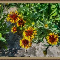 Цветы :: Анатолий Чикчирный