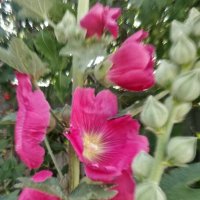 Летние месяцы :: Андрей Хлопонин