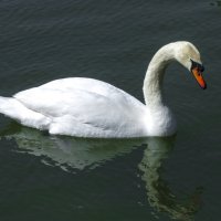 Лебеди  Гагаринского парка :: Валентин Семчишин