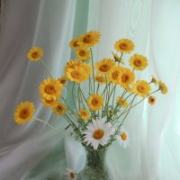 Пупавка красильная в букете :: Любовь Сахарова