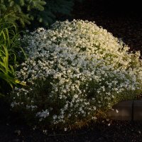 Утро :: Петр 