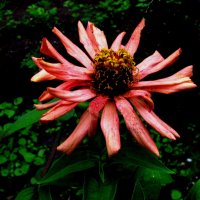 Растрёпка :: Людмила Смородинская