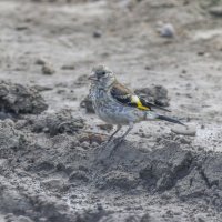 молодой щегол :: юрий макаров