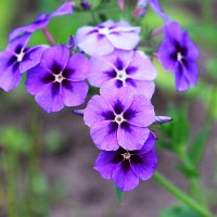 Флоксы однолетники :: Александр Щеклеин