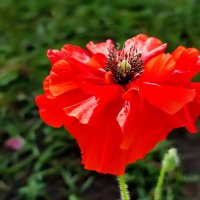 Цветочный мак :: Валентина Богатко 