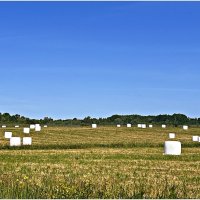 Июньское сено. :: Валерия Комова