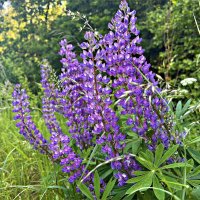 Люпины. :: Валерия Комова