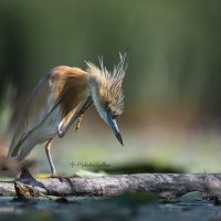 Красота страшная сила. :: Светлана Ивановна Медведева