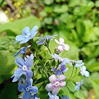 Цвет весны. :: Владимир Драгунский