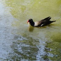 Камышница :: Рита Симонова