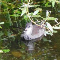 Камышонок :: Рита Симонова