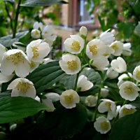 Жасмин :: Елена Семигина