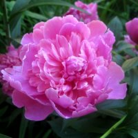 Пион :: Елена Семигина