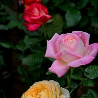 Розы :: Галина Левина