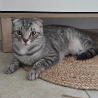 Боря дома. :: Ольга Довженко