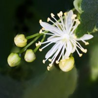 Липа цветёт :: Евгений 