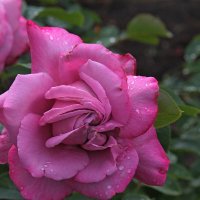 Розовые завитушки :: tamara kremleva