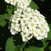 Спирея :: Freddy 97