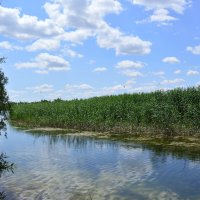 Местные виды. :: Виктор 