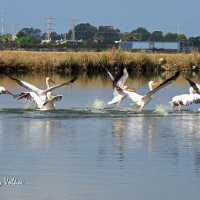 Пеликаны на искусственных озёрах :: Николай Волков