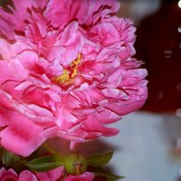 Махровый пион... :: Нэля Лысенко