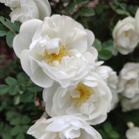 Благоухание лета :: Ирина 