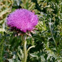 Чертополох поникающий. :: сергей ермошкин